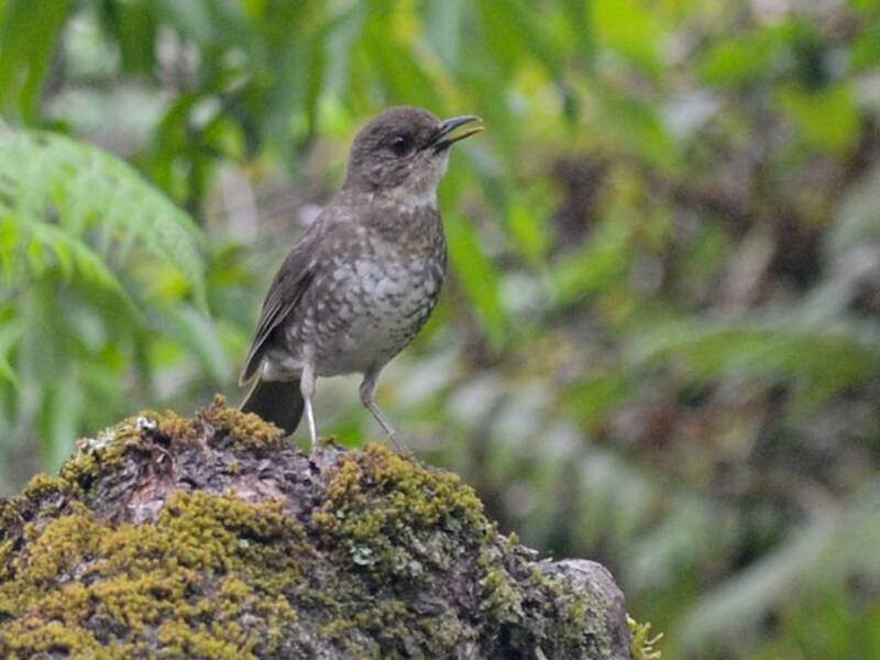Komoren-Drossel - Turdus bewsheri