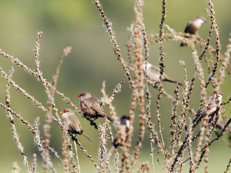 Common Waxbill (Estrilda astrild)