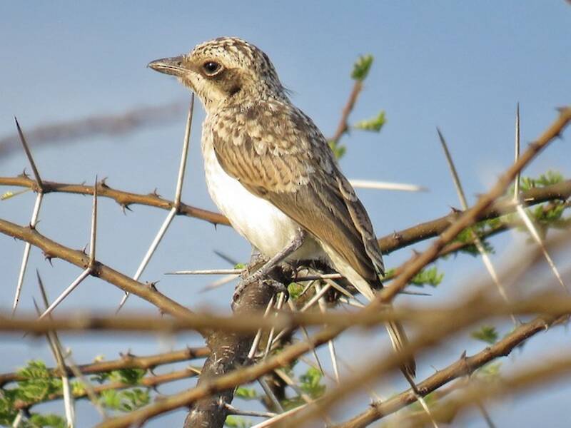 Common Woodshrike (Tephrodornis pondicerianus)