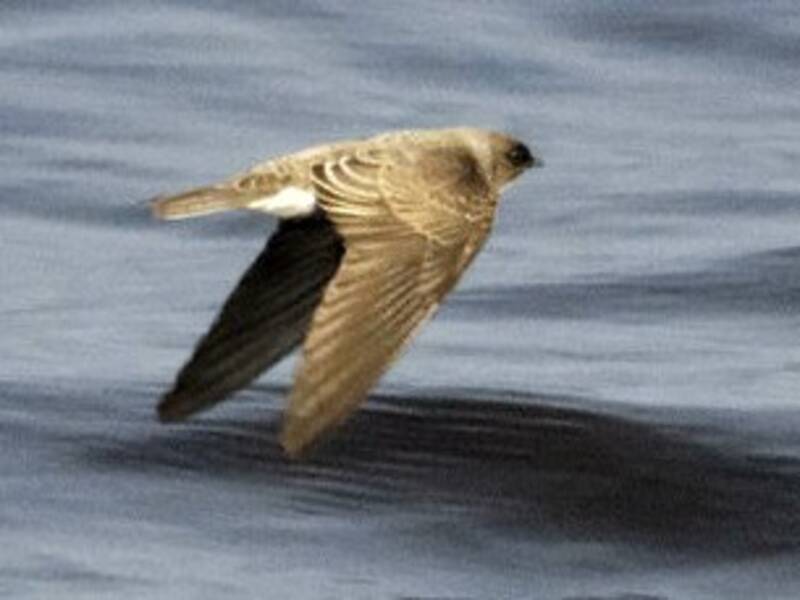 Congo Martin, 照片 4