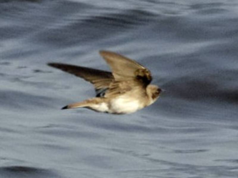 Congo Martin, 照片 2
