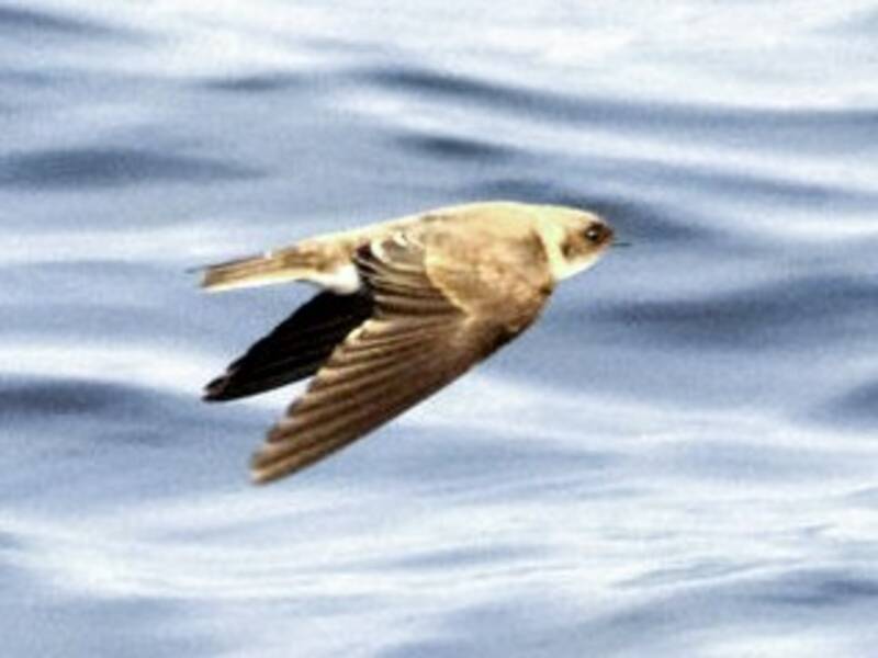 Congo Martin, 照片 3