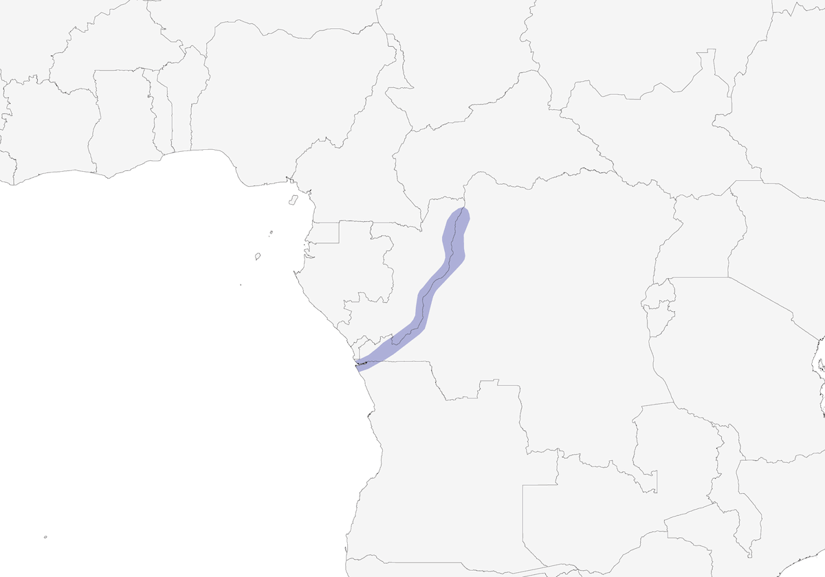 Congo Martin, 分布 1
