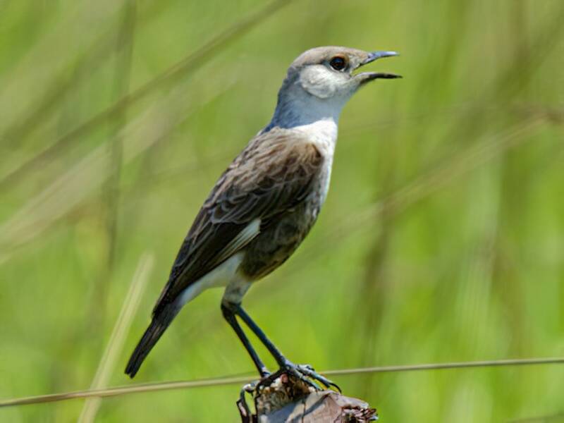 Congo Moor Chat