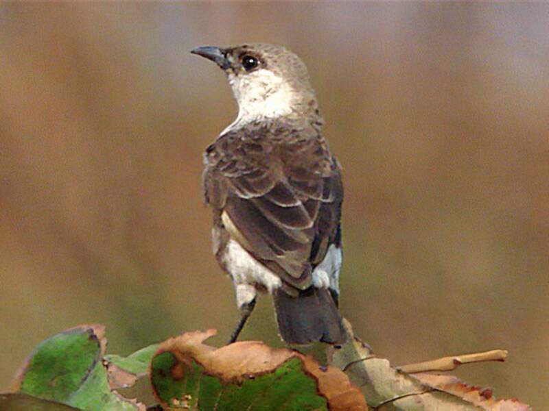 Congo Moor Chat, Photos 3
