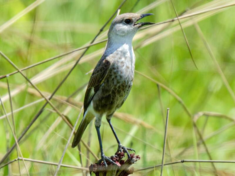 Congo Moor Chat, Photos 2