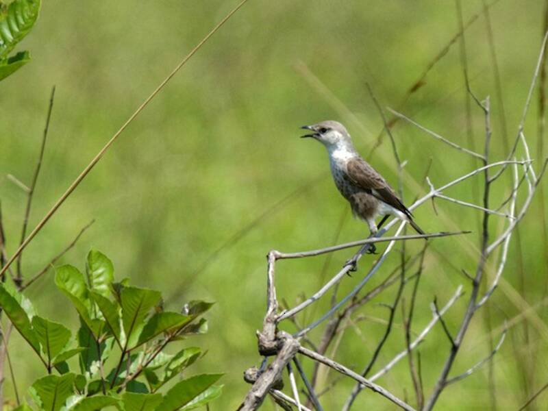 Congo Moor Chat, Photos 4