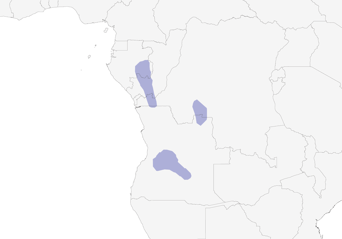 Congo Moor Chat, Distribution 1