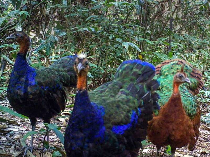 Congo Peacock