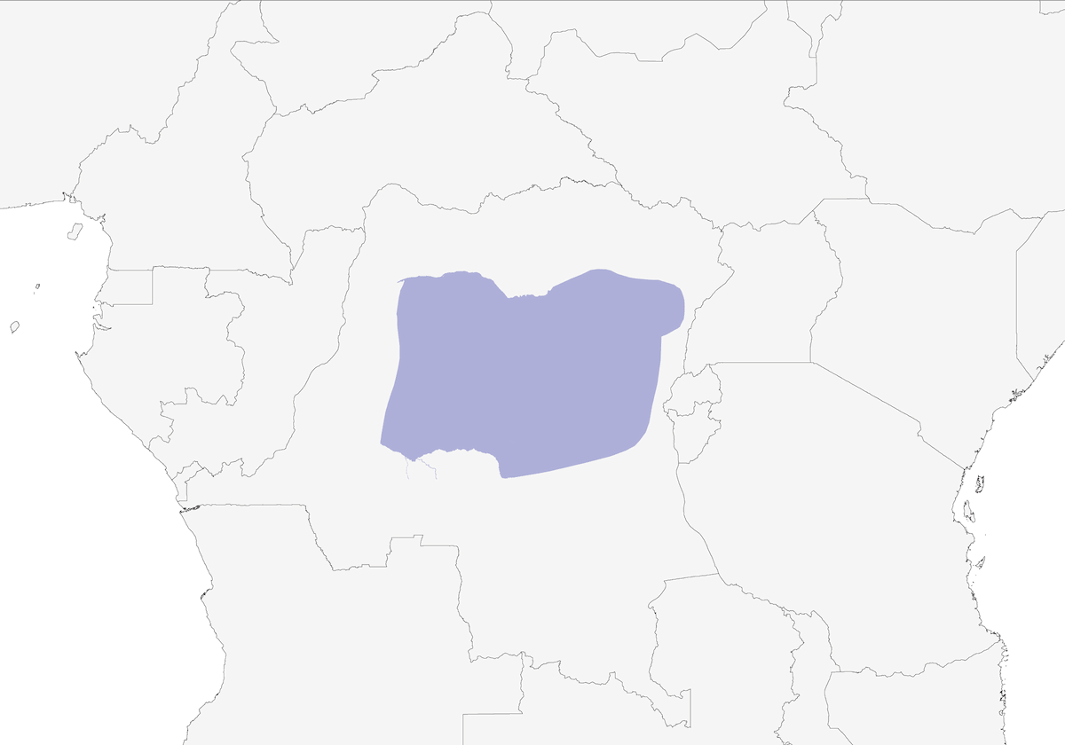 Congo Peacock, 分布 1