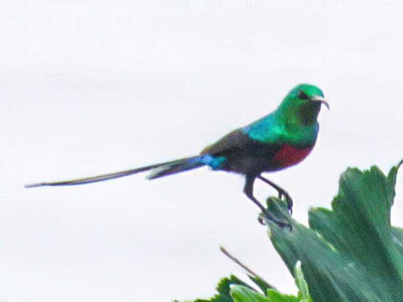 Suimanga del Congo