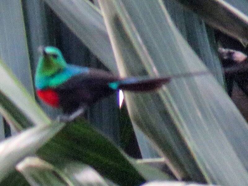 Suimanga del Congo, Fotos 2