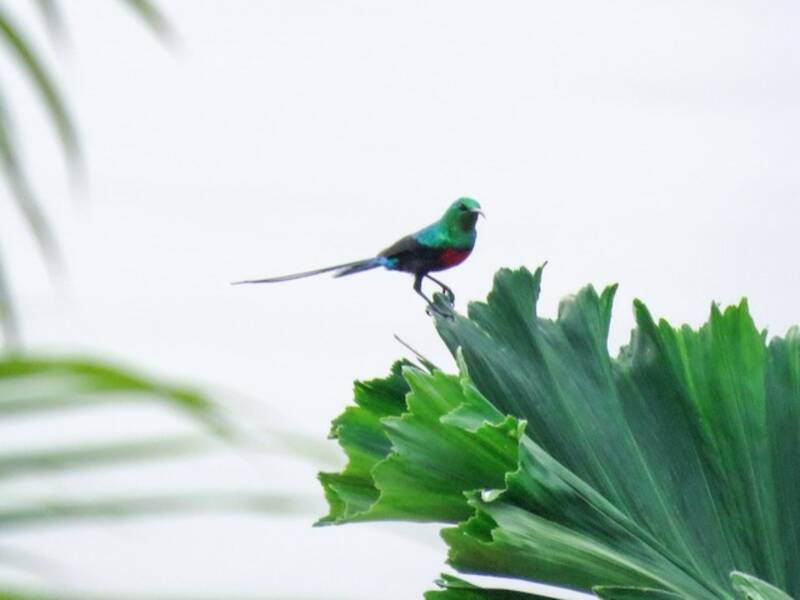 Suimanga del Congo, Fotos 3
