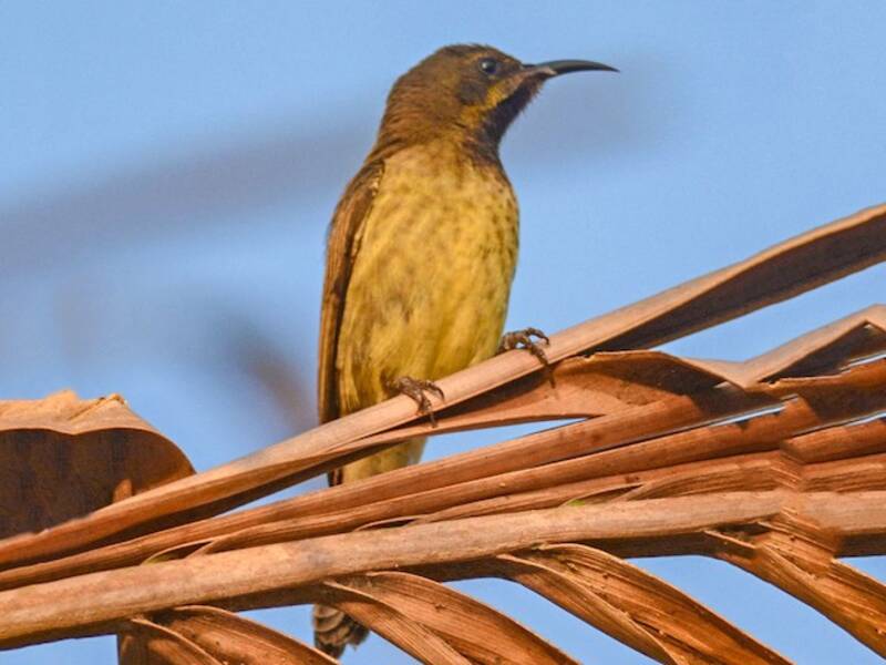 Suimanga del Congo, Fotos 4