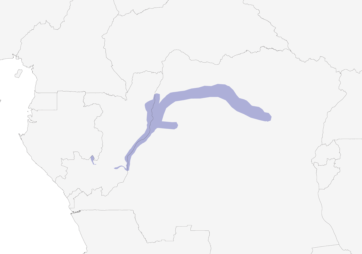 Suimanga del Congo, Distribución 1