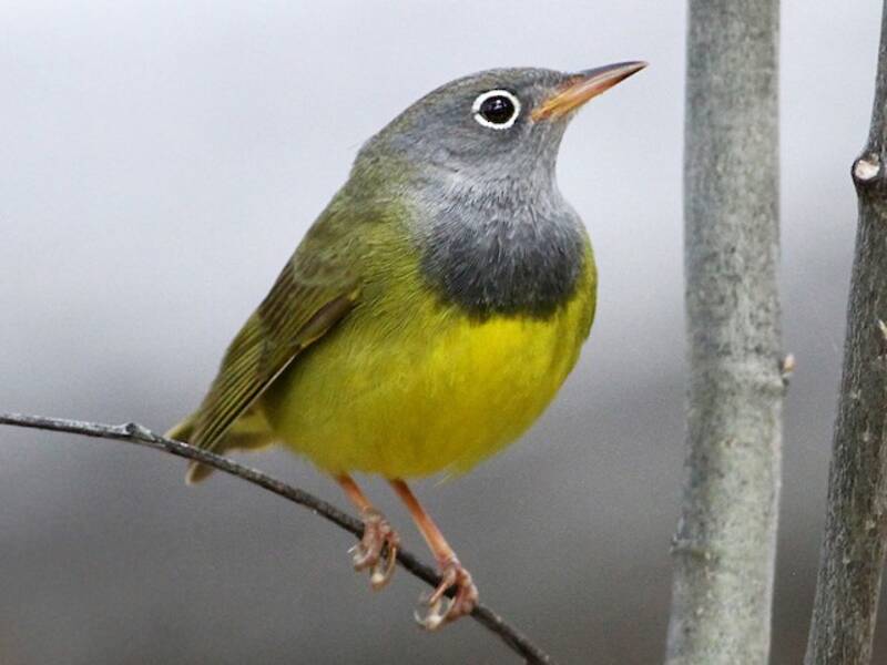 Connecticut Warbler, 照片 3