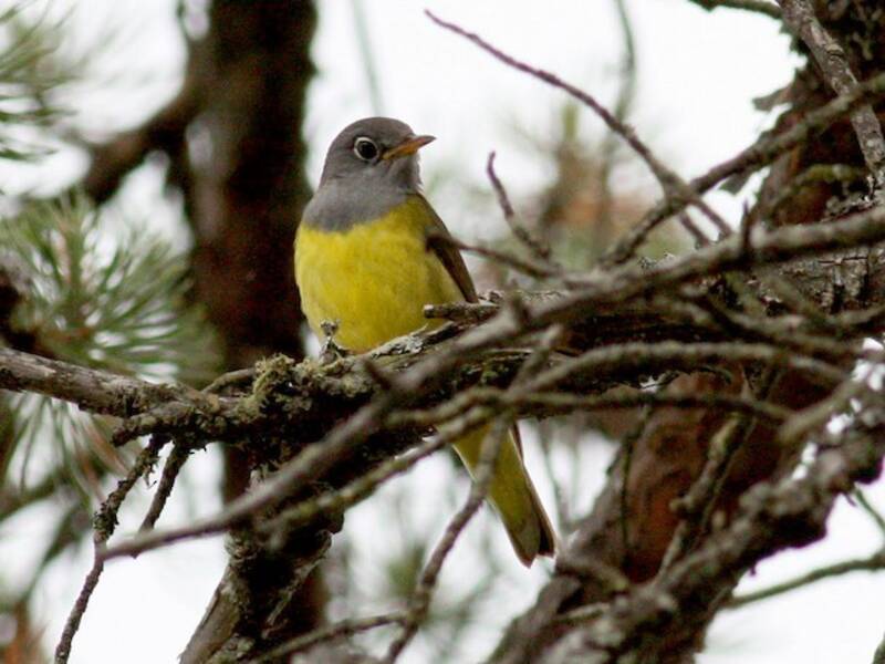 Connecticut Warbler, 照片 2