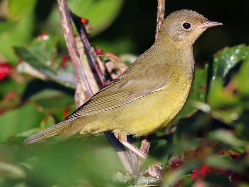 Connecticut Warbler, 照片 4