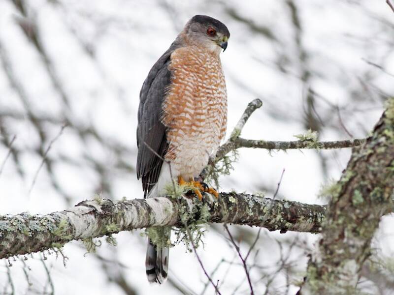 Cooper's Hawk, 照片 3
