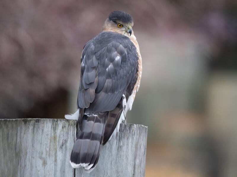 Cooper's Hawk, 照片 2