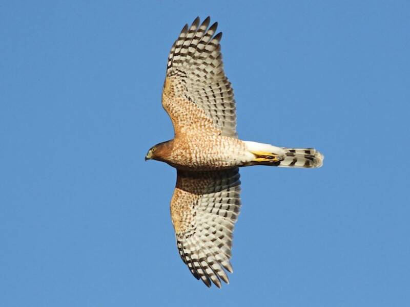 Cooper's Hawk (Astur cooperii)