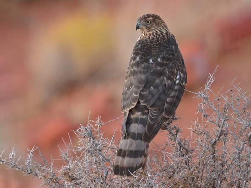 Cooper's Hawk, 照片 4
