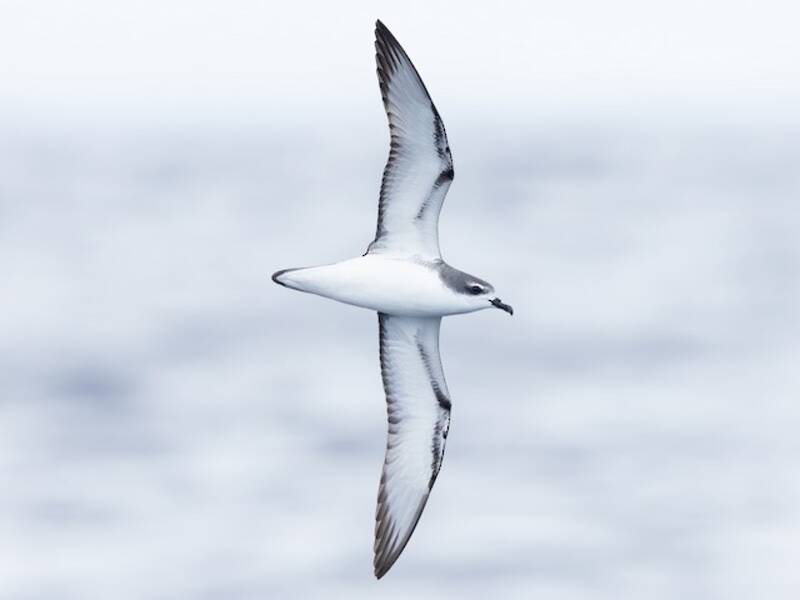 Cook's Petrel, 照片 2