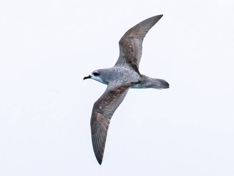 Cook's Petrel, 照片 3