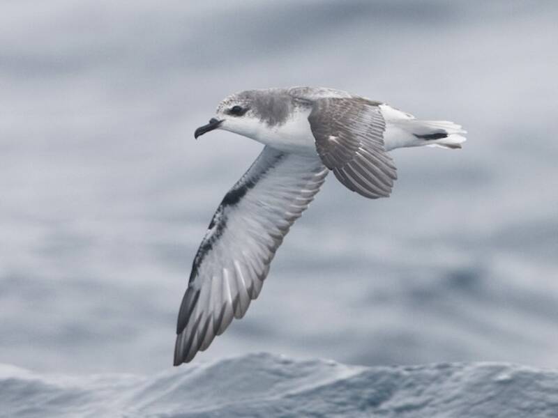 Cook's Petrel, 照片 4