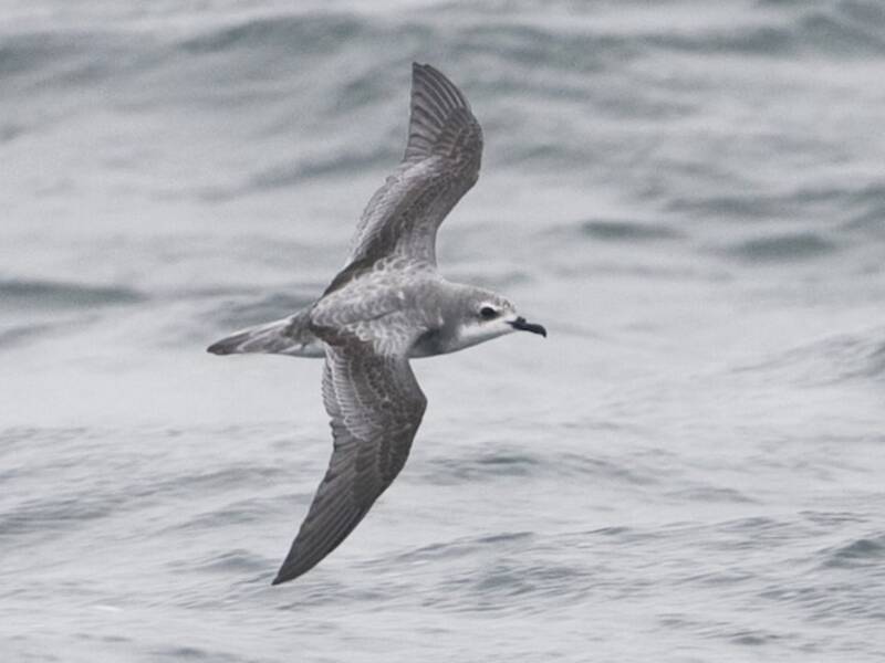 Cook's Petrel