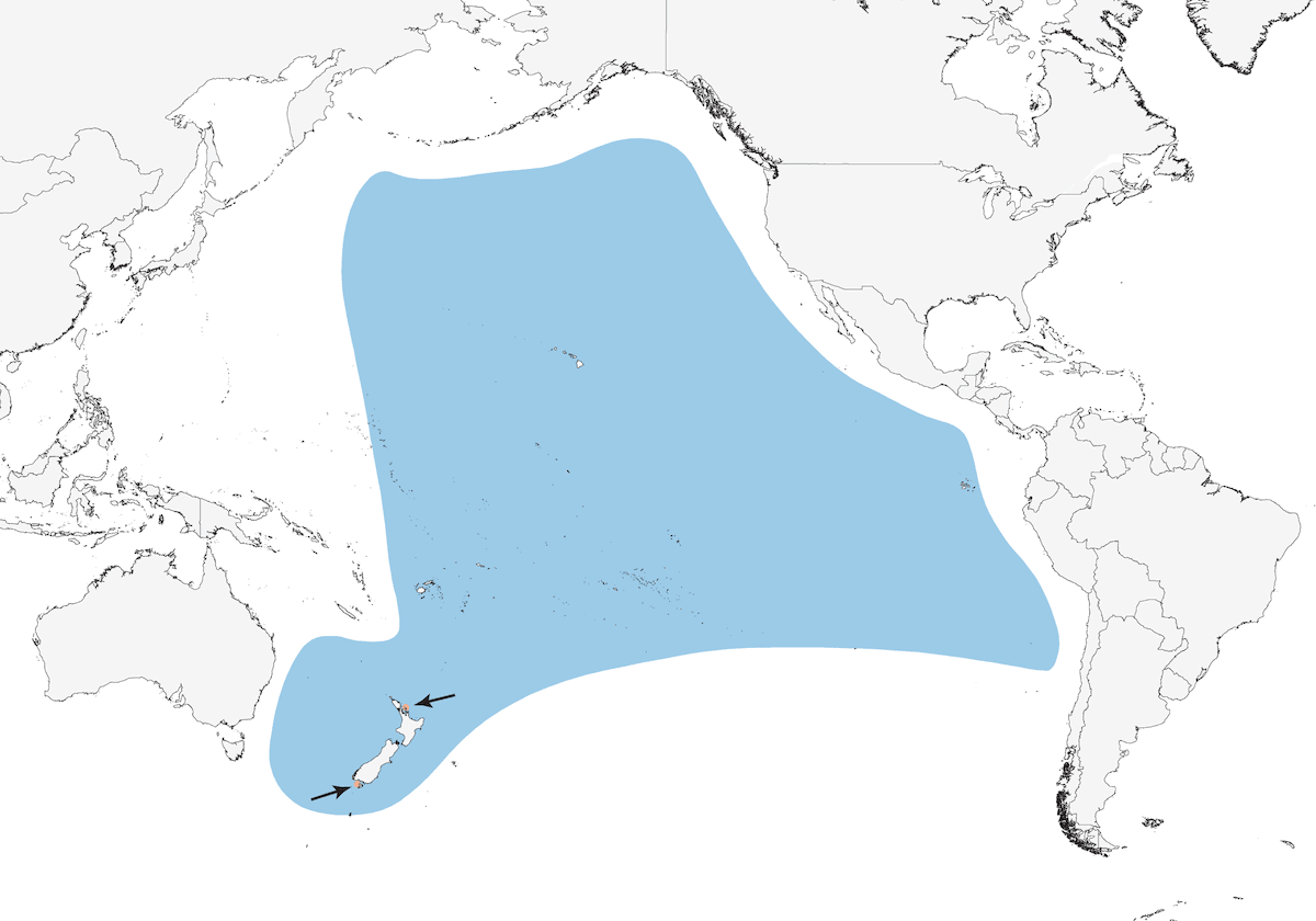 Cook's Petrel, 分布 1