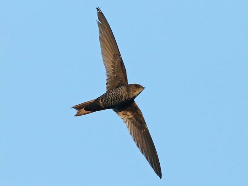 Cook's Swift