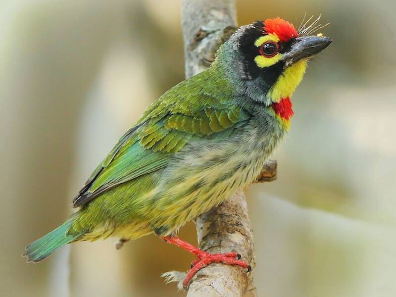 Coppersmith Barbet, Photos 3