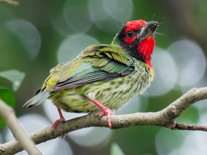 Coppersmith Barbet, Photos 4