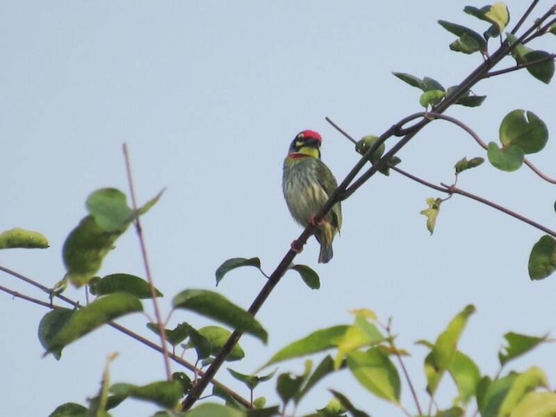 Coppersmith Barbet, Photos 2