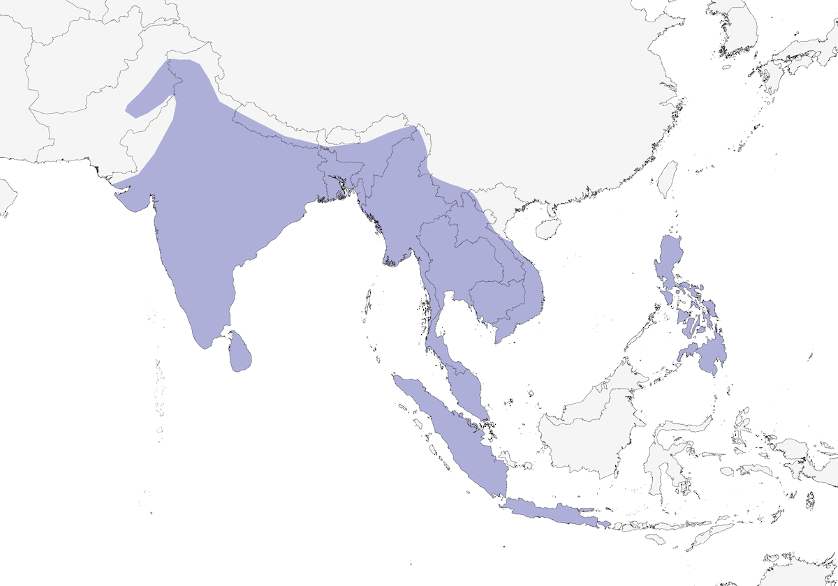 Coppersmith Barbet, Distribution 1