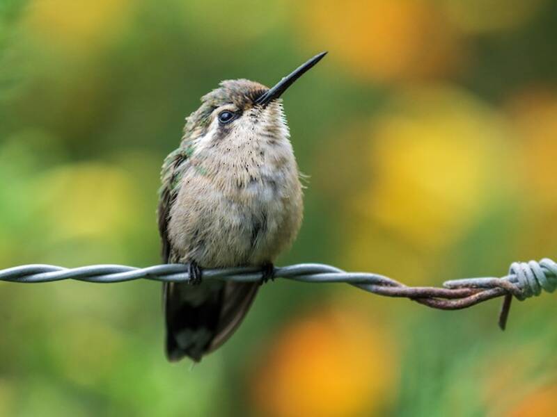 Colibrí Esmeralda Cobrizo
