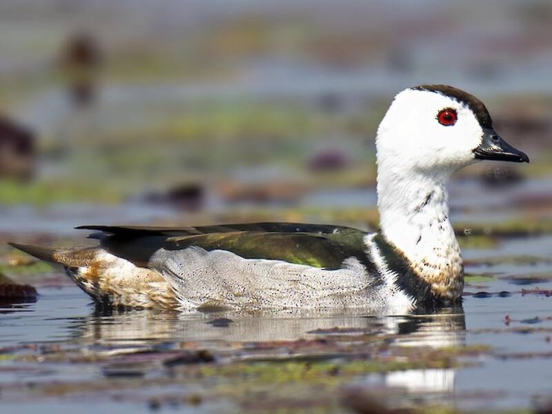 Cerceta Algodonera, Fotos 4