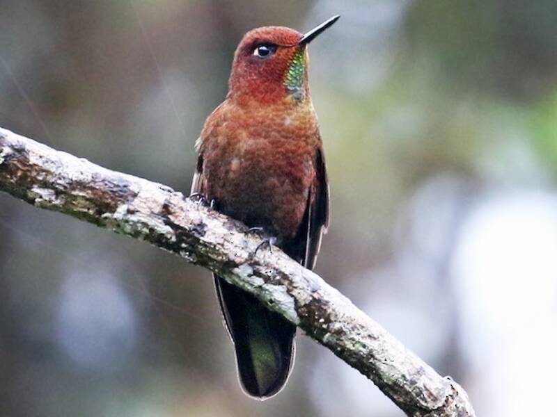 Coppery Metaltail, Photos 4
