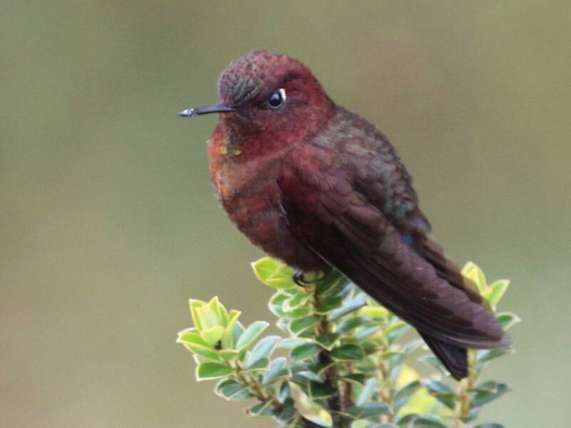 Coppery Metaltail, Photos 3