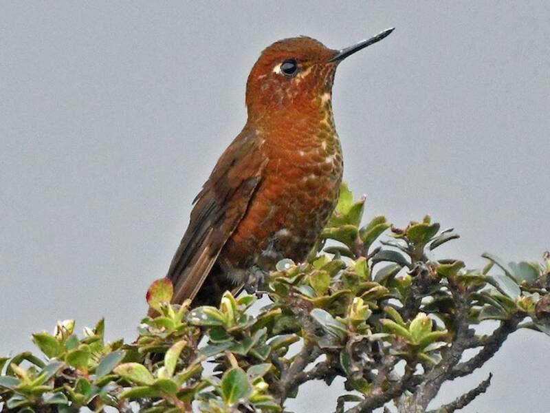 Coppery Metaltail, Photos 2