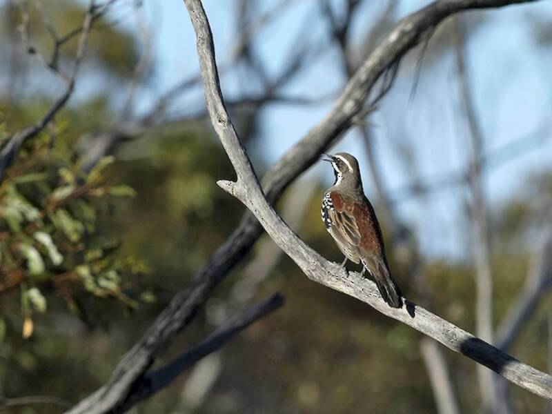 Copperback Quail-thrush, 照片 4