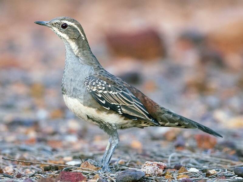 Copperback Quail-thrush, 照片 3