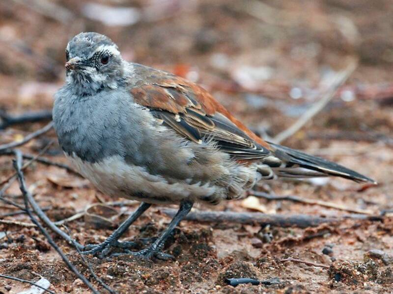 Copperback Quail-thrush, 照片 2