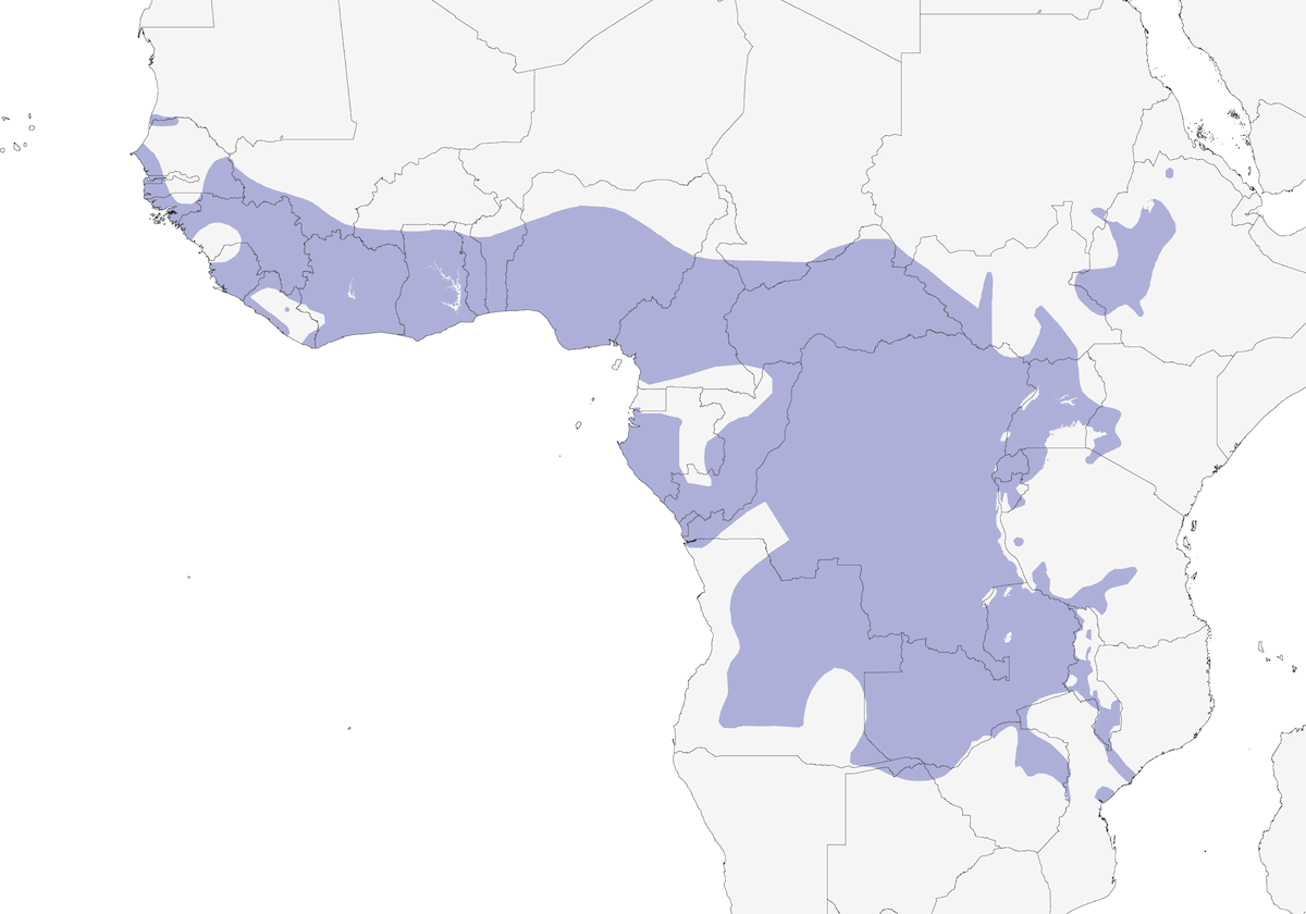 Suimanga Cobrizo, Distribución 1