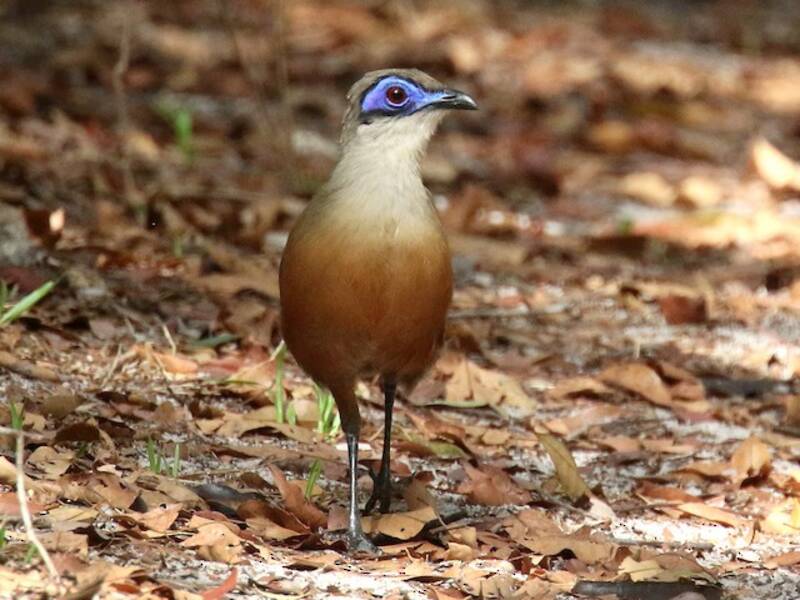 Coua di Coquerel, Foto 4