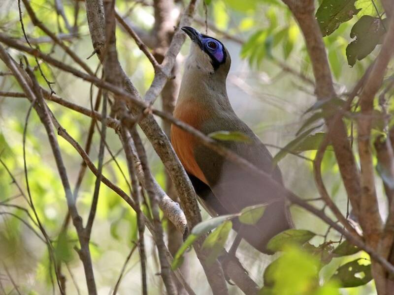 Coua di Coquerel