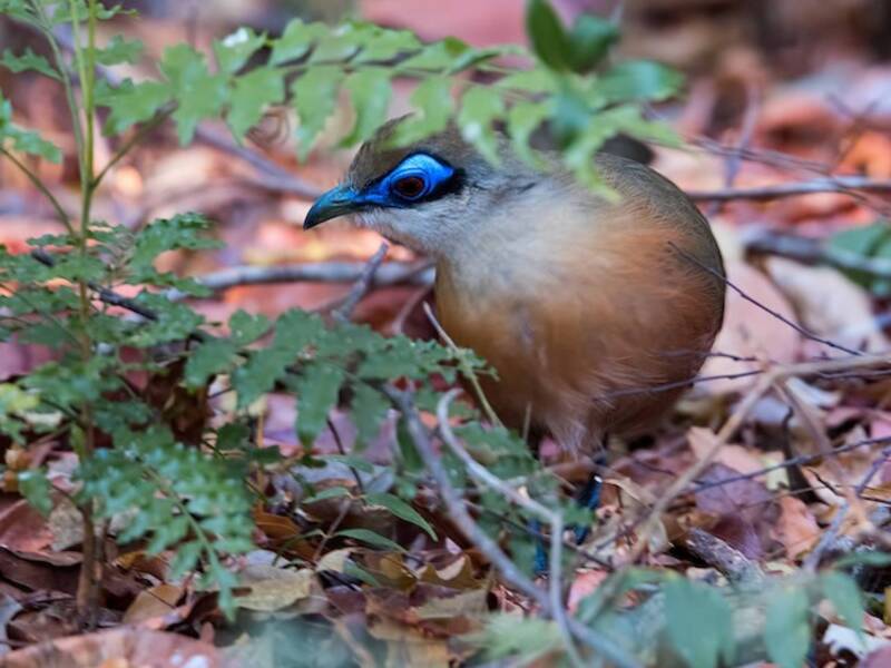 Coua di Coquerel, Foto 2