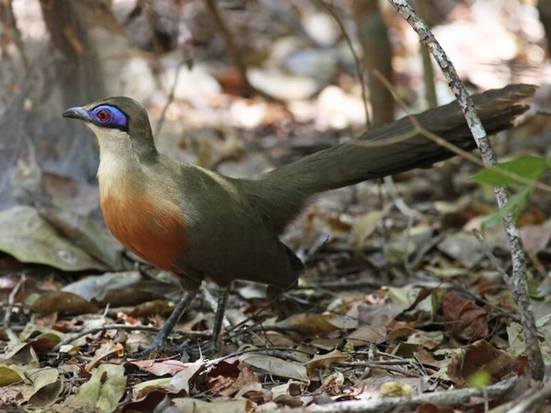 Coua di Coquerel, Foto 3