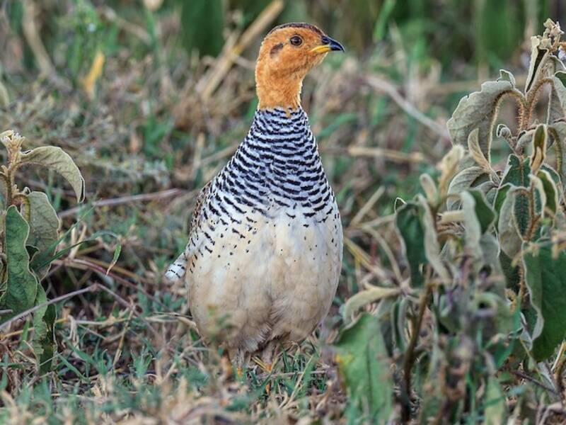 Francolin coqui, Photos 3